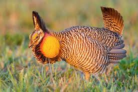 prairiechicken